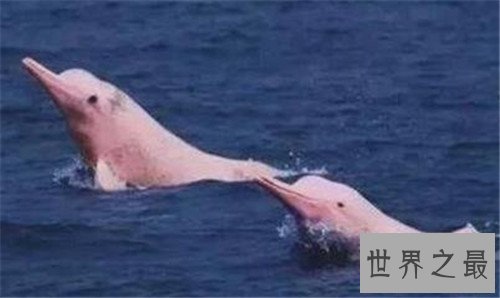 最美的海豚，粉红鼻海豚海洋中的小公举