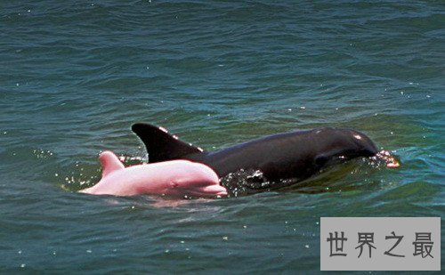 最美的海豚，粉红鼻海豚海洋中的小公举