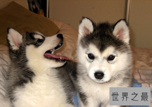 哈士奇智商真的那么二吗？一起来扒一波吧！