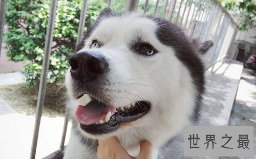 哈士奇智商真的那么二吗？一起来扒一波吧！