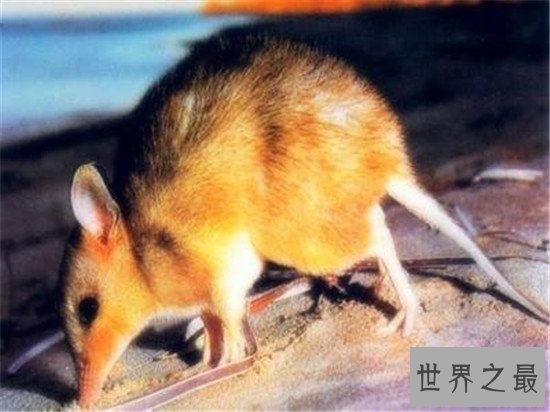 世界上最小的6种哺乳动物，电动老鼠的缩小版侏儒跳鼠可爱到爆炸