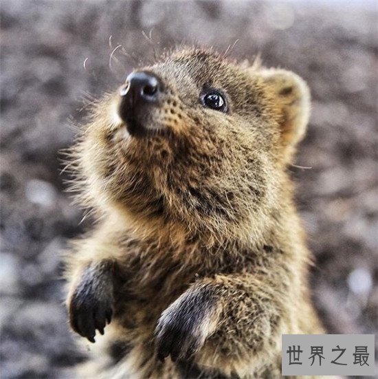 世界上最小的6种哺乳动物，电动老鼠的缩小版侏儒跳鼠可爱到爆炸