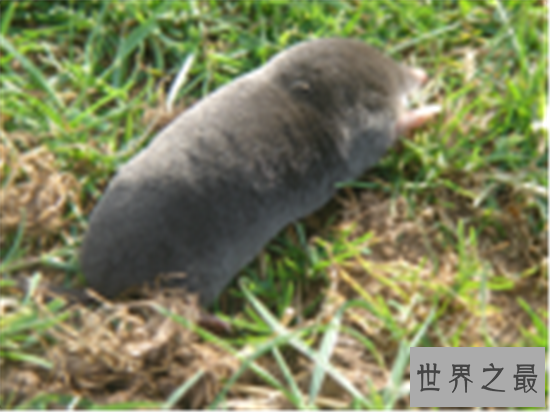 世界上最小的6种哺乳动物，电动老鼠的缩小版侏儒跳鼠可爱到爆炸