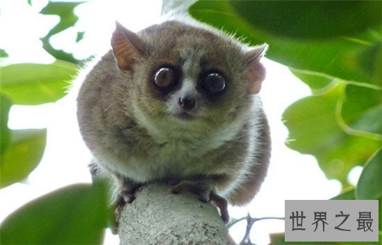 世界上最小的6种哺乳动物，电动老鼠的缩小版侏儒跳鼠可爱到爆炸