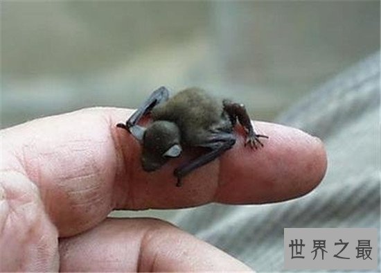 世界上最小的6种哺乳动物，电动老鼠的缩小版侏儒跳鼠可爱到爆炸