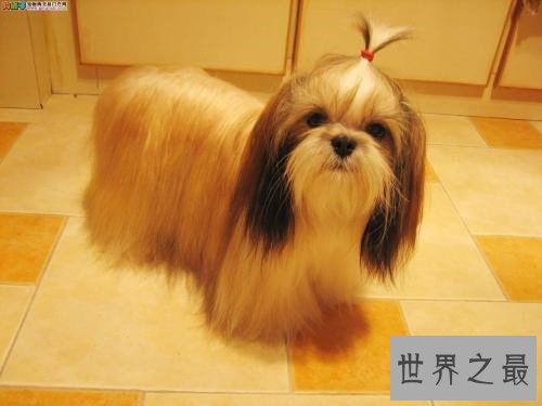 世界上最长寿的狗，最多也只能活到20岁！