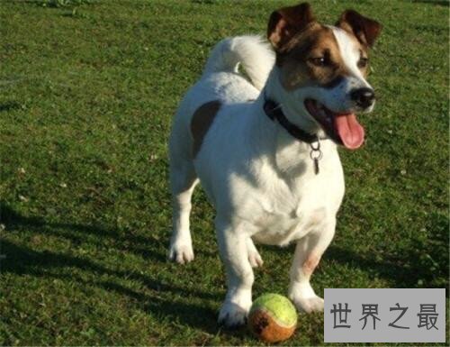 世界上最长寿的狗，最多也只能活到20岁！