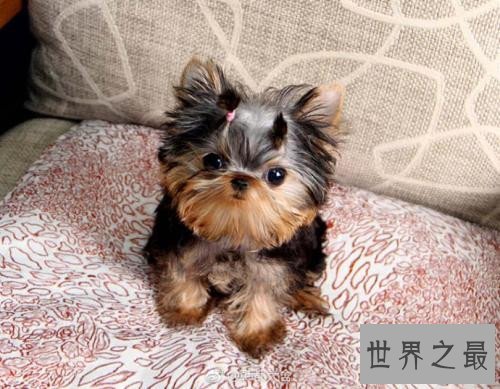 世界上最长寿的狗，最多也只能活到20岁！