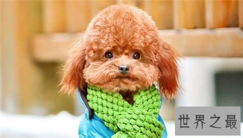 世界上最长寿的狗，最多也只能活到20岁！