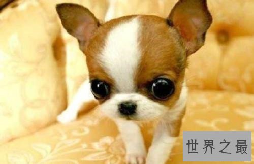 世界上最长寿的狗，最多也只能活到20岁！