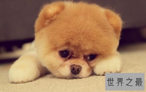 世界上最长寿的狗，最多也只能活到20岁！