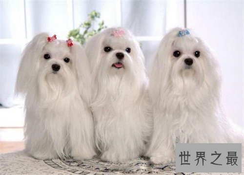 世界上最长寿的狗，最多也只能活到20岁！