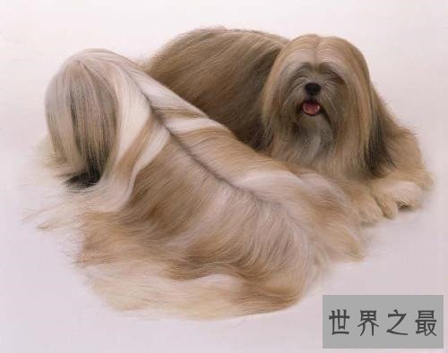 世界上最长寿的狗，最多也只能活到20岁！