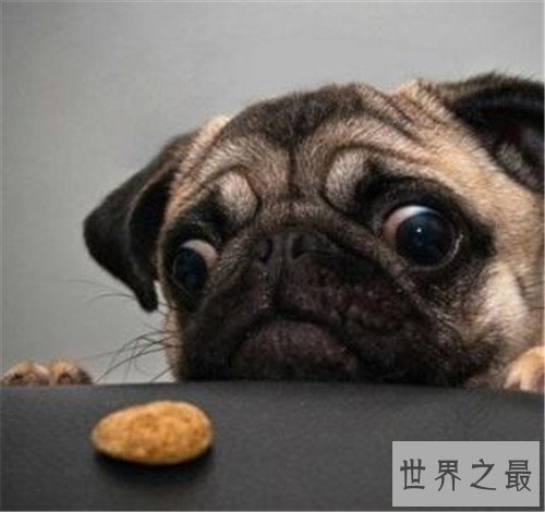 世界上最长寿的狗，最多也只能活到20岁！