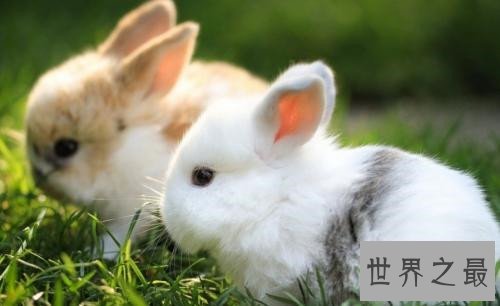 世界上最受欢迎的十大兔子品种，小兔竟然也是一个品种！