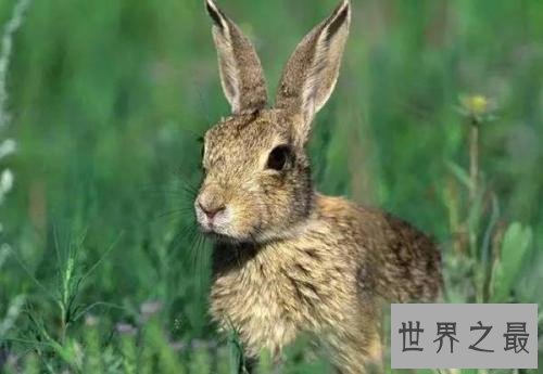 世界上最受欢迎的十大兔子品种，小兔竟然也是一个品种！