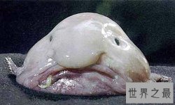 世界上最丑的鱼，竟然是没有鱼鳞的！