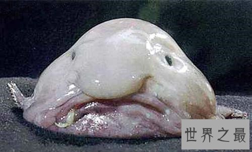 世界上最丑的鱼，竟然是没有鱼鳞的！