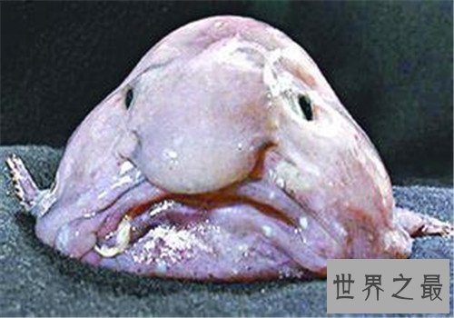 世界上最丑的鱼，竟然是没有鱼鳞的！