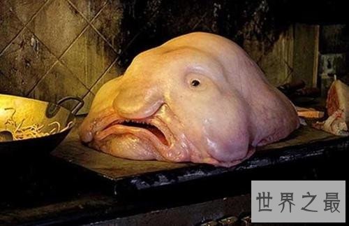 世界上最丑的鱼，竟然是没有鱼鳞的！