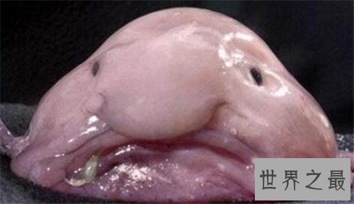 世界上最丑的鱼，竟然是没有鱼鳞的！