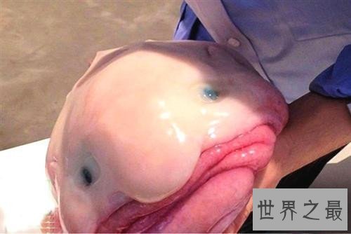 世界上最丑的鱼，竟然是没有鱼鳞的！