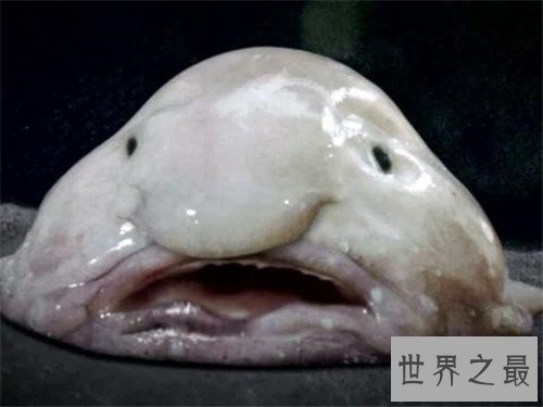 世界上最丑的鱼，竟然是没有鱼鳞的！