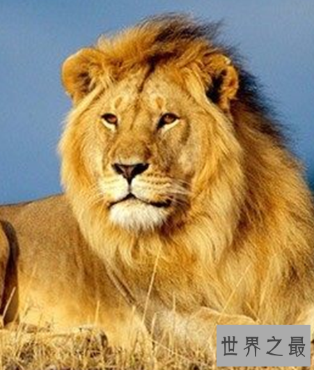 世界十大奔跑速度最快的动物，拥有着赶超飞机的速度。