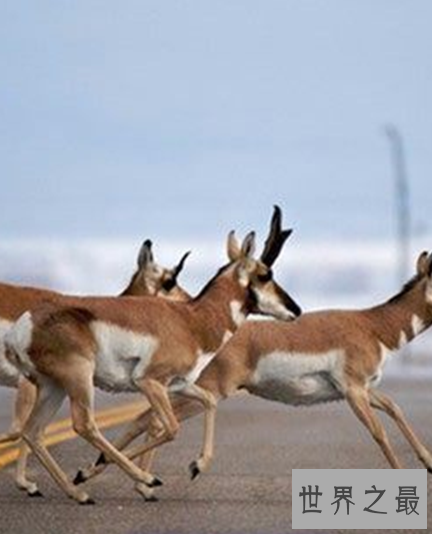 世界十大奔跑速度最快的动物，拥有着赶超飞机的速度。