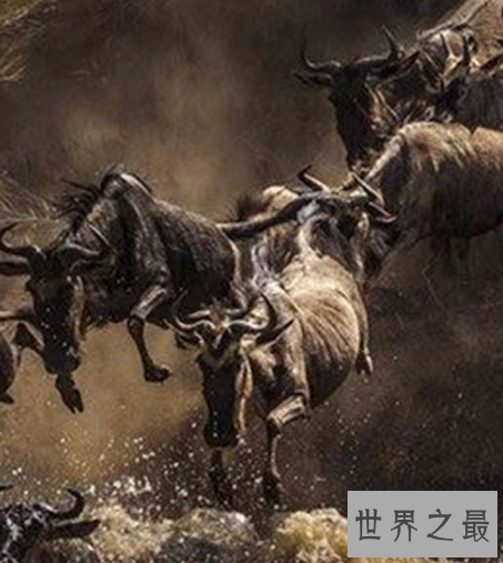 世界十大奔跑速度最快的动物，拥有着赶超飞机的速度。