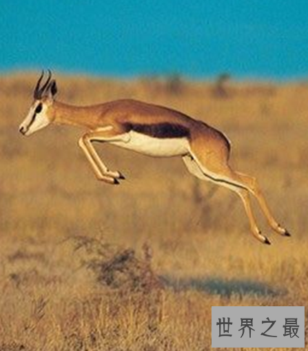 世界十大奔跑速度最快的动物，拥有着赶超飞机的速度。