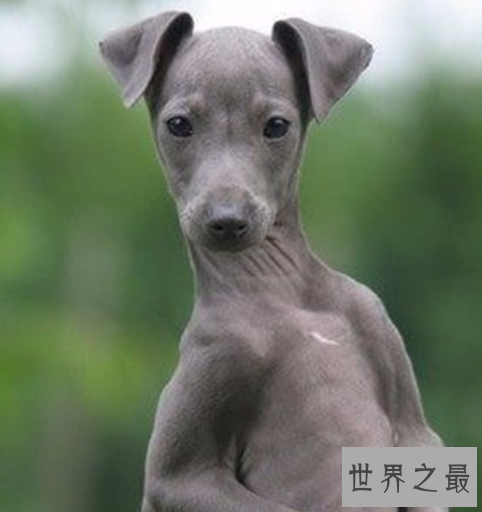 世界十大奔跑速度最快的动物，拥有着赶超飞机的速度。