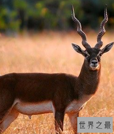 世界十大奔跑速度最快的动物，拥有着赶超飞机的速度。