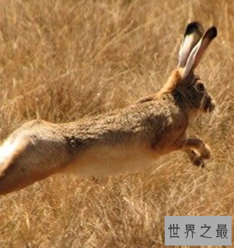 世界十大奔跑速度最快的动物，拥有着赶超飞机的速度。