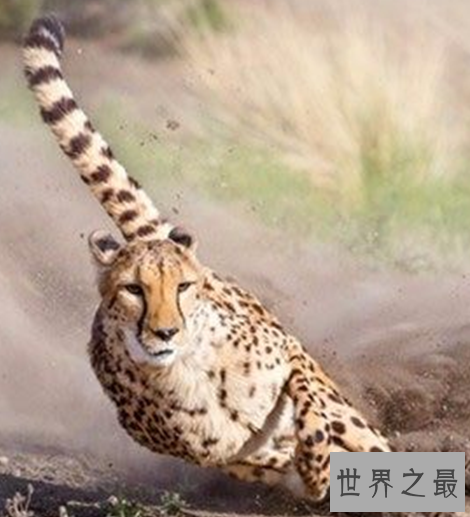 世界十大奔跑速度最快的动物，拥有着赶超飞机的速度。