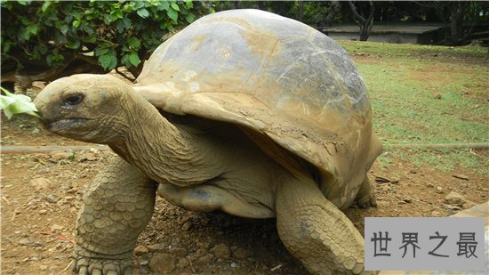 世界上最大的动物排行榜，现今最大的动物体重超过200吨！