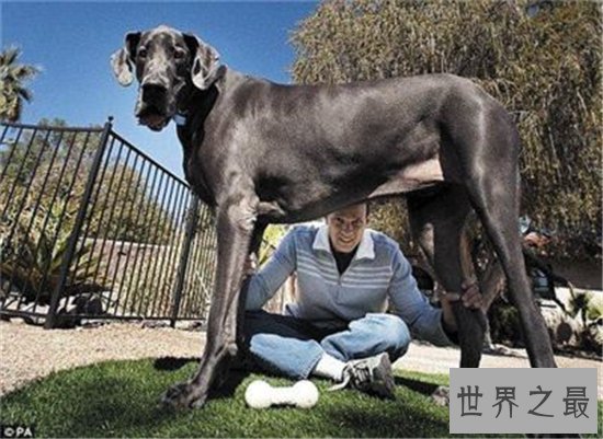 世界上最大的动物排行榜，现今最大的动物体重超过200吨！