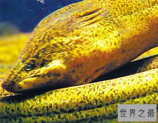 世界上最大的动物排行榜，现今最大的动物体重超过200吨！