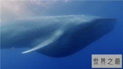 世界上最大的动物排行榜，现今最大的动物体重超过200吨！