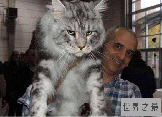 世界上最大的动物排行榜，现今最大的动物体重超过200吨！