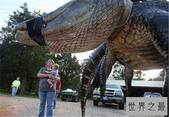 世界上最大的动物排行榜，现今最大的动物体重超过200吨！