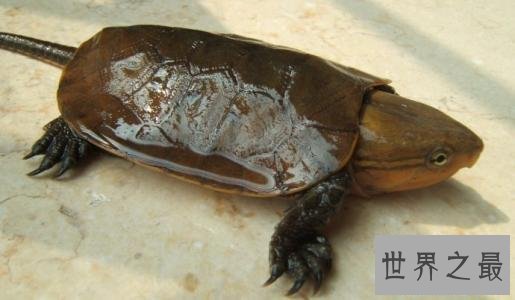 世界上最凶的乌龟，第一能咬碎猎物头骨！