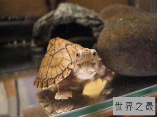世界上最凶的乌龟，第一能咬碎猎物头骨！