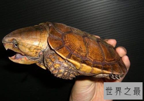 世界上最凶的乌龟，第一能咬碎猎物头骨！