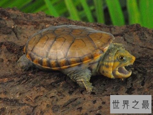 世界上最凶的乌龟，第一能咬碎猎物头骨！