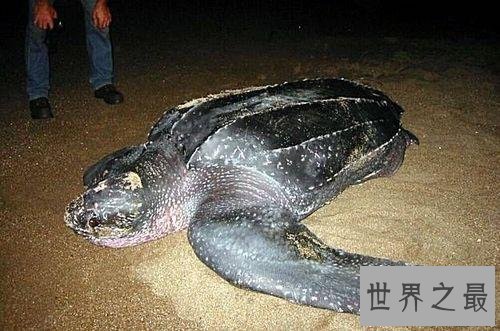 世界上最凶的乌龟，第一能咬碎猎物头骨！