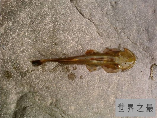 十大最奇怪的动物，透明蜗牛，死后都不忘记交配的鱼