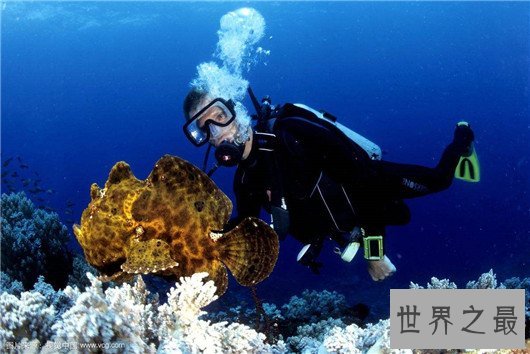 十大最奇怪的动物，透明蜗牛，死后都不忘记交配的鱼