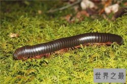 十大最奇怪的动物，透明蜗牛，死后都不忘记交配的鱼