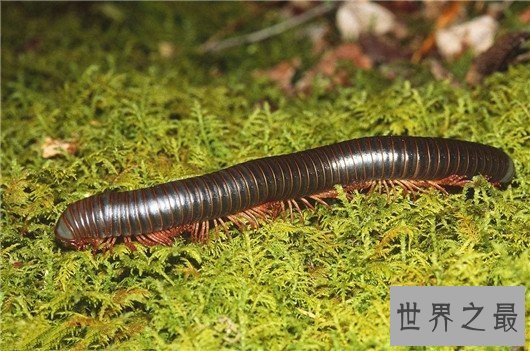 十大最奇怪的动物，透明蜗牛，死后都不忘记交配的鱼